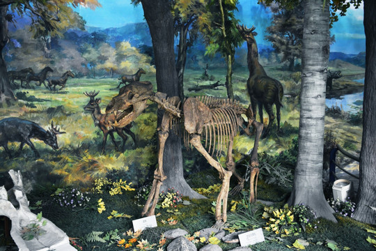 史前生物化石标本