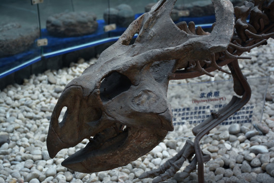 史前生物化石标本博物馆摄影