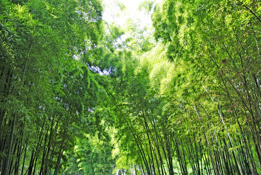 竹海竹林素材背景 竹子竹叶