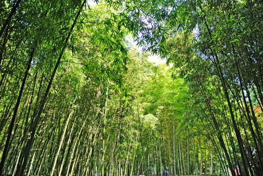竹海竹林素材背景 竹子竹叶