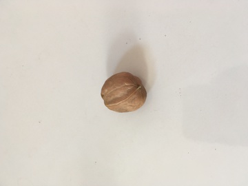 袖珍核桃