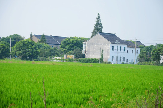 稻田村庄