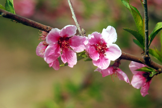 桃花