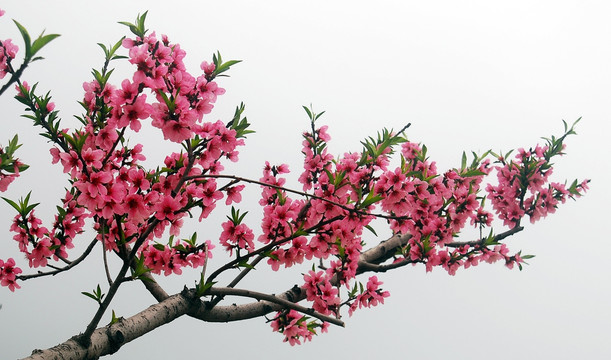 桃花