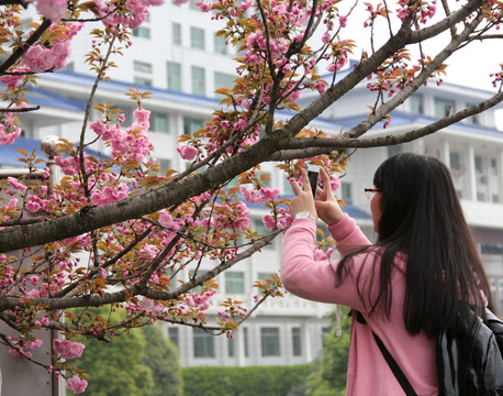 湖北民族学院校园樱花