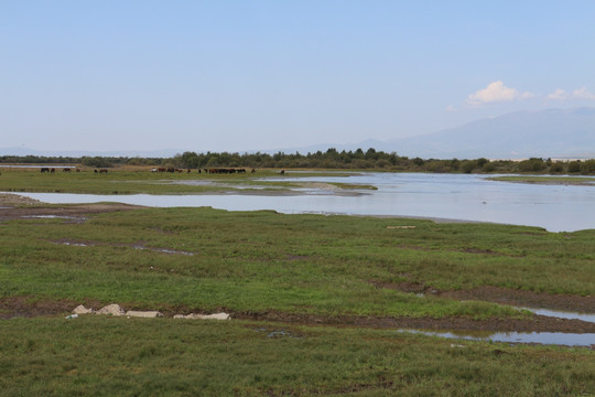 河流 草场