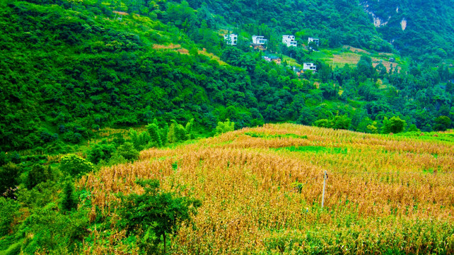 玉米地 青山