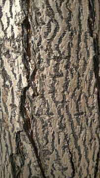 杨树自然皮纹