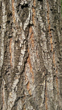 柳树自然皮纹