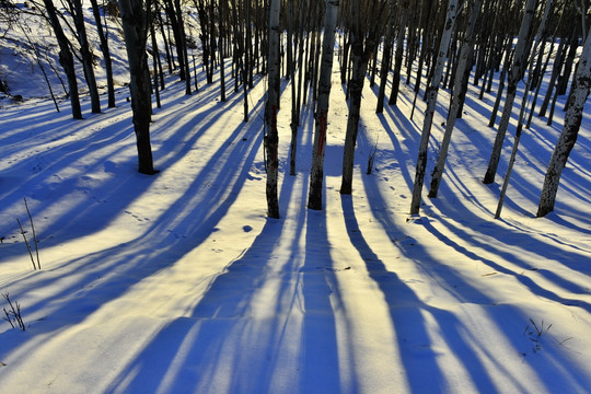 雪后的小树林