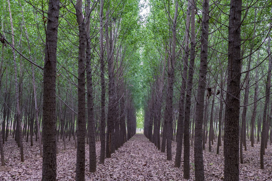 杨树林