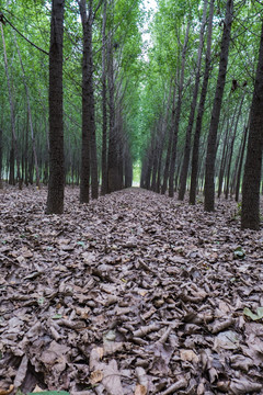 杨树林
