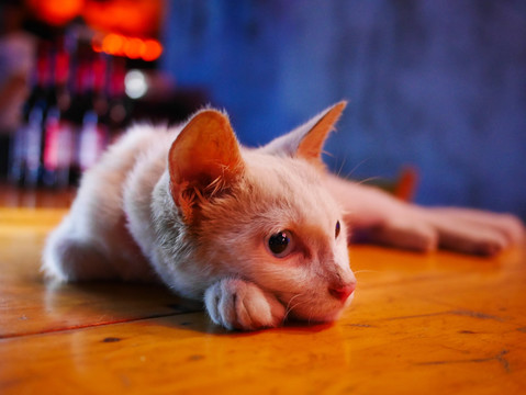 宠物猫