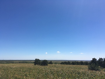 蓝天下的玉米地