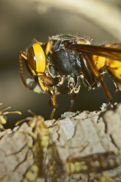 虎头蜂入侵蜂巢