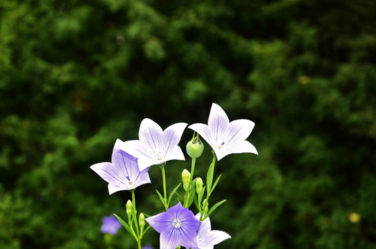 桔梗花