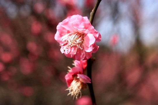 梅花 寒梅 红梅 鲜艳