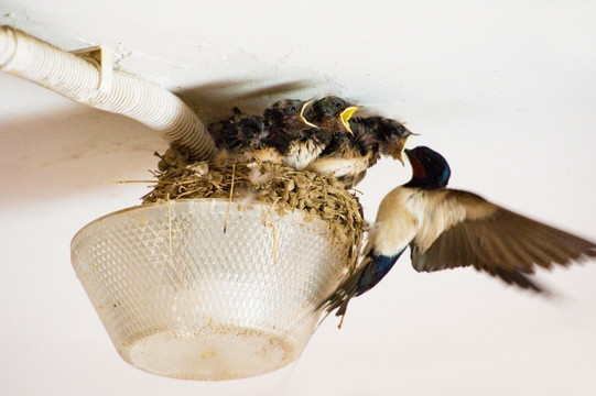 燕子喂食