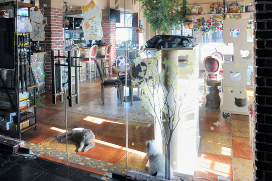 猫主题咖啡厅
