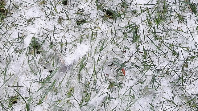 雪地小草