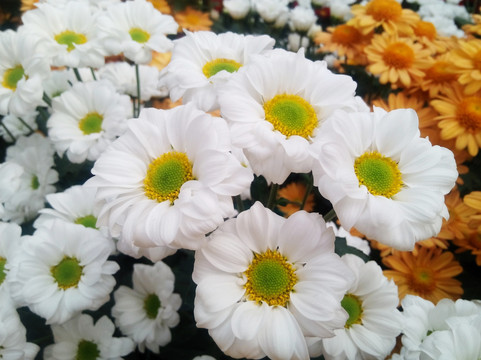 菊花斗艳
