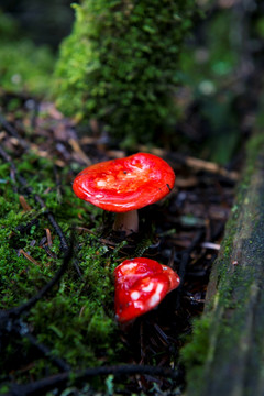 高山蘑菇