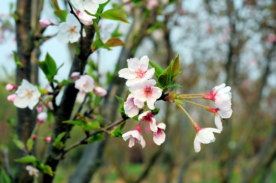 樱花树