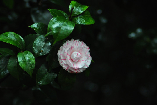 山茶花