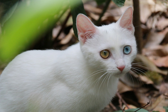喵星人 猫猫 白色 波斯眼