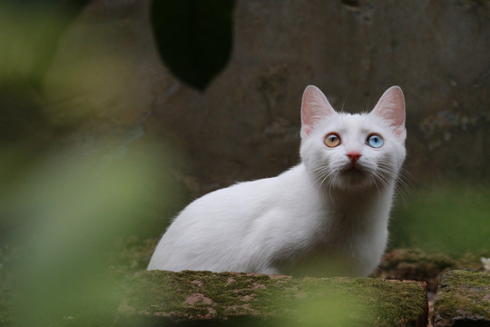 喵星人 猫猫 白色 波斯眼