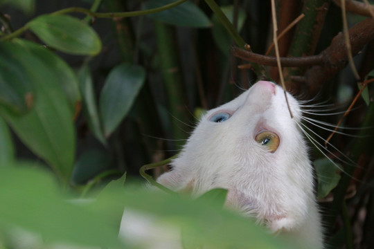 小猫 白色猫猫 蓝色 黄色眼睛