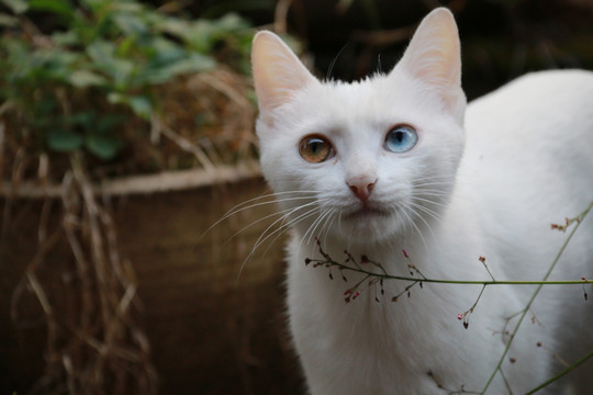 白色 猫猫 宠物猫 波斯眼 可