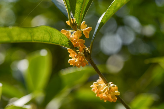 桂花