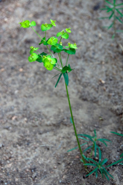 乳浆大戟 药用植物