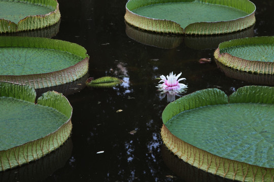 王莲花