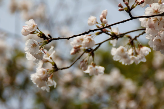 樱花