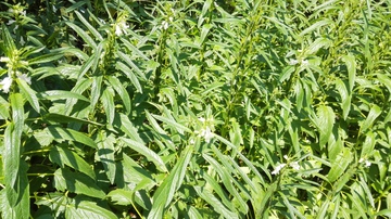 开花的芝麻