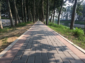 道路绿化