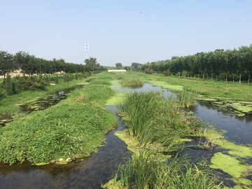 富营养河道