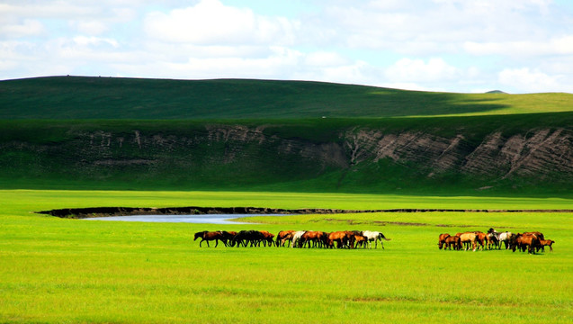 草原夏季牧场马群