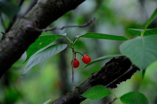 樱桃树挂果