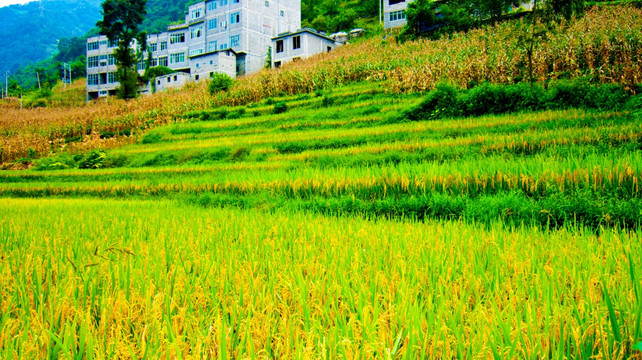 梯田 稻田