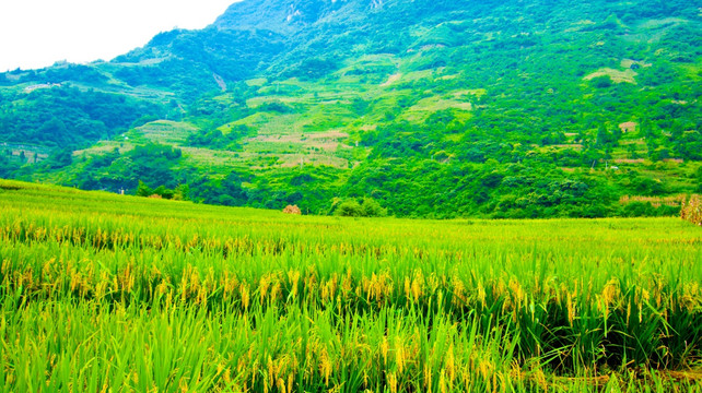 稻穗 稻田 山地