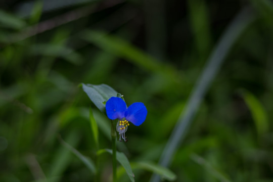 鸭跖草