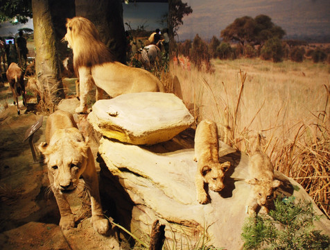 非洲狮标本