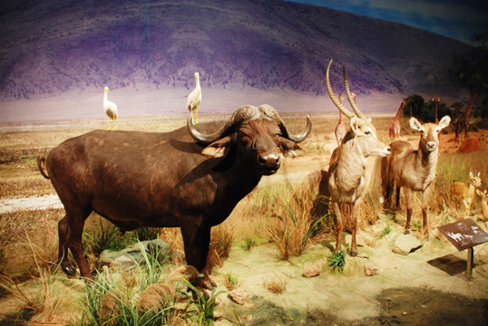 非洲野牛水羚牛背鹭标本