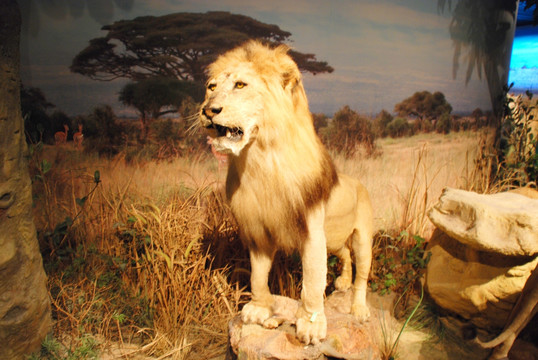非洲雄狮标本