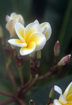 鸡蛋花