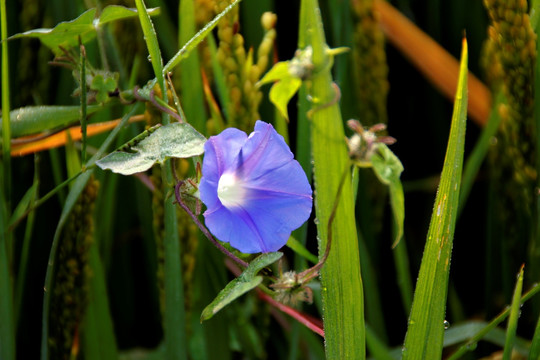 牵牛花