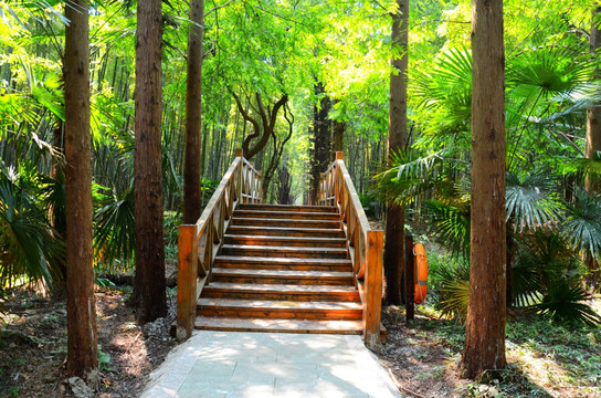 森林公园里的小木桥